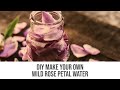 Diy make your own wild rose petal water
