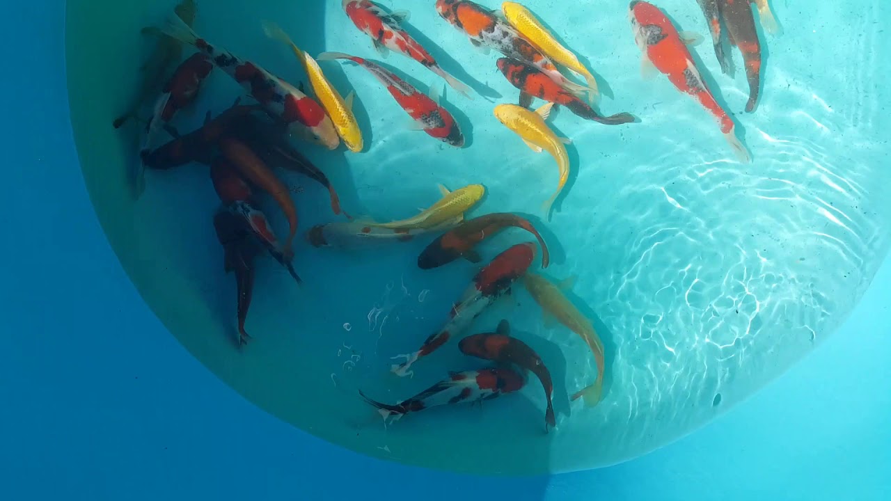 latest koi imports 6 21 19 - YouTube