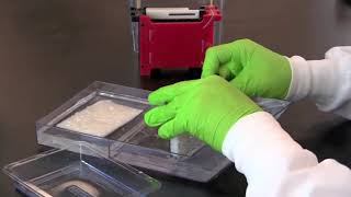 How to Perform a Western Blot