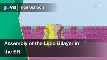 Assembly of the Lipid Bilayer in the ER | Cell Bio | Video Textbooks - Preview