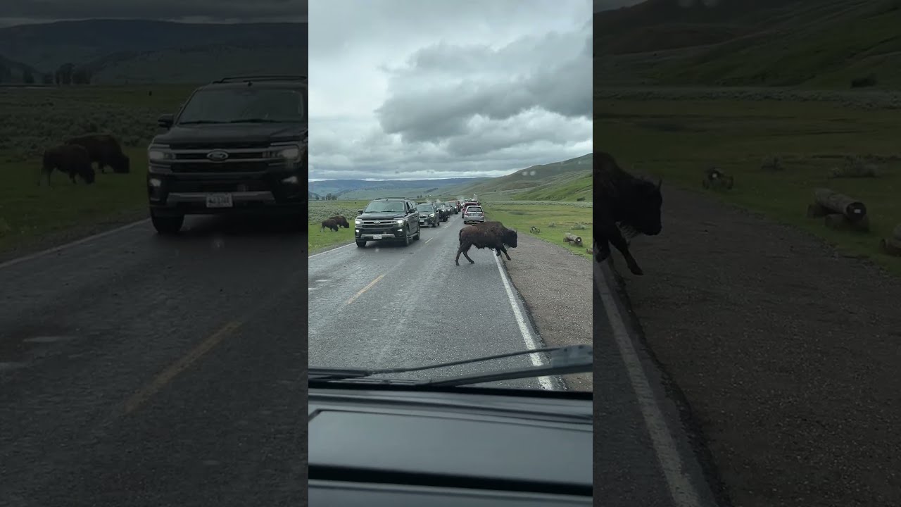 When the bison decides to go for it...