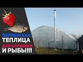 Фермерская теплица для клубники, и РЫБЫ!!!!🐟