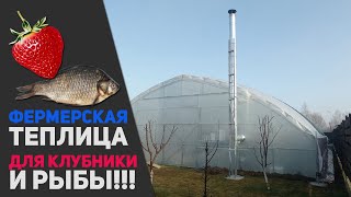 Фермерская теплица для клубники, и РЫБЫ!!!!🐟