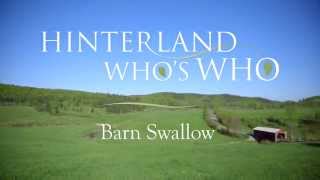 The Barn Swallow 30 Seconds