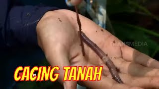 Claresta Taufan Mencari Cacing Tanah | JEJAK PETUALANG