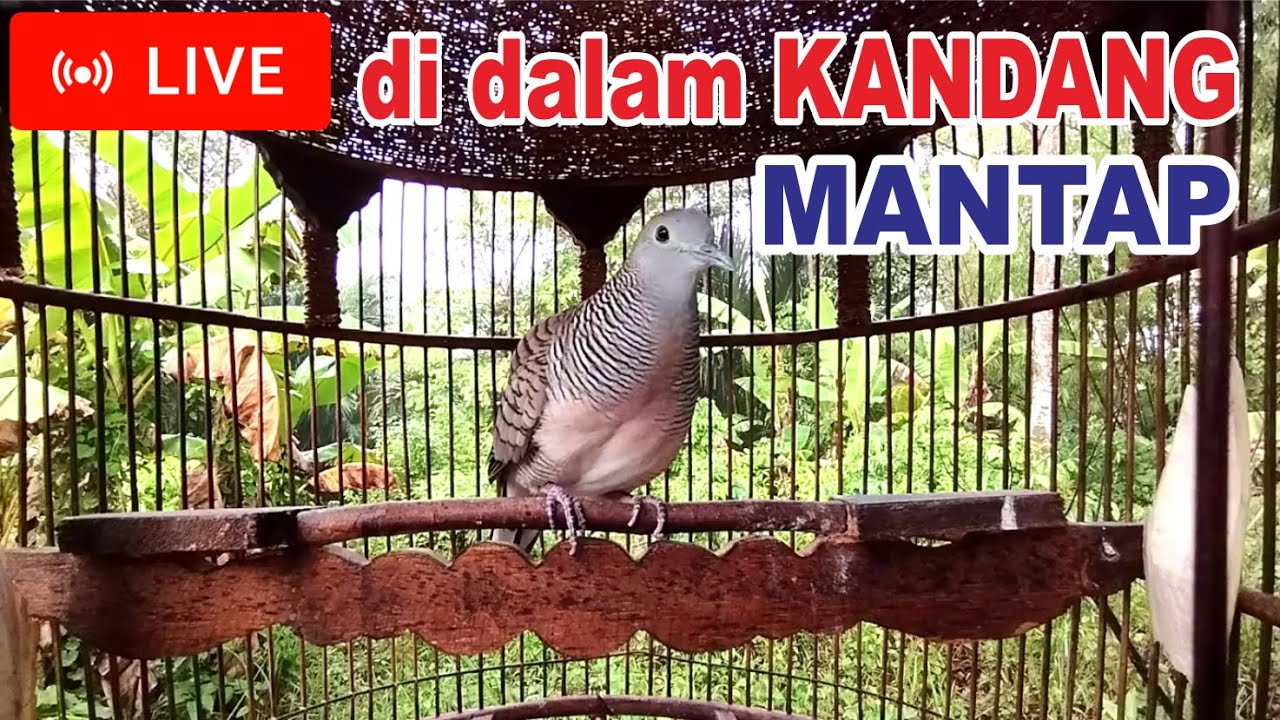 LIVE masteran Perkutut Lokal Gacor dalam kandang