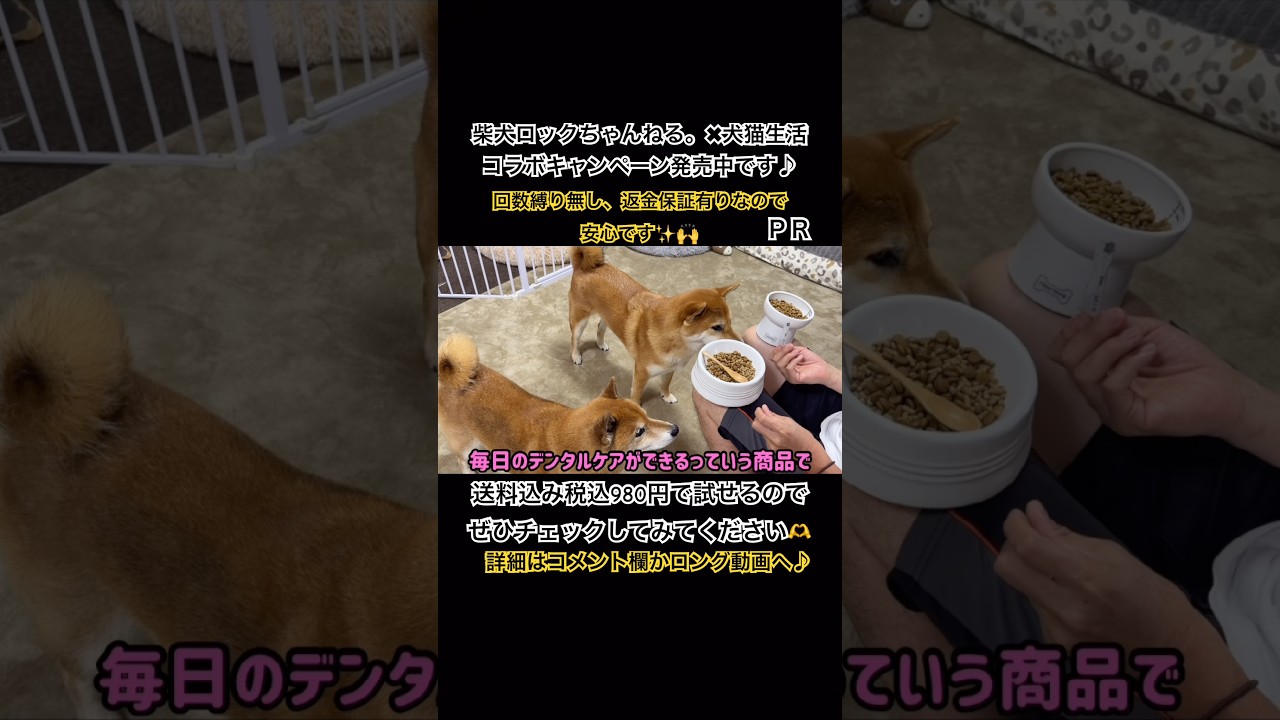 歯磨きが苦手なワンちゃん猫ちゃんの参考になりますように! #柴犬