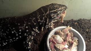 Columbian Tegu Feeding Video!!