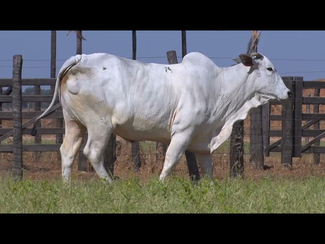 45º Mega Leilão Anual Carpa | FÊMEAS LOTE 14 - 5881