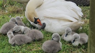 Mute Swan Pair ( King & Queen swan ) take their cygnets on land to have a mini nap 15th May