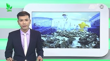 Ngành tôm Việt Nam và mục tiêu 10 tỷ Đô la Mỹ