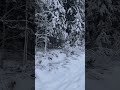 Зимний лес в Ленинградской области ❄️🌲🌳 #forest #working #nature