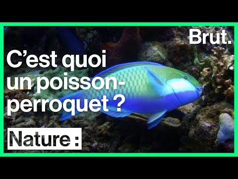 Vidéo: Poisson Perroquet : Avantages Et Inconvénients