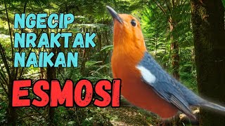 Download Lagu LANGSUNG NYAUT 10000 % ‼️ ANIS MERAH MACET BUNYI JIKA DENGAR SUARA INI PASTI NYAUT LANJUT GACOR | 21 MP3 Download Lagu LANGSUNG NYAUT 10000 % ‼️ ANIS MERAH MACET BUNYI JIKA DENGAR SUARA INI PASTI NYAUT LANJUT GACOR | 21 MP3