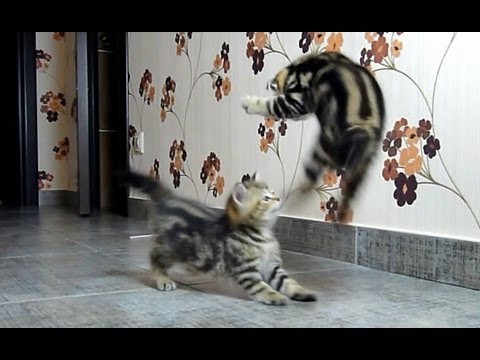 Funny Cats Compilation of fighting, dancing and playing  Cute Kittens