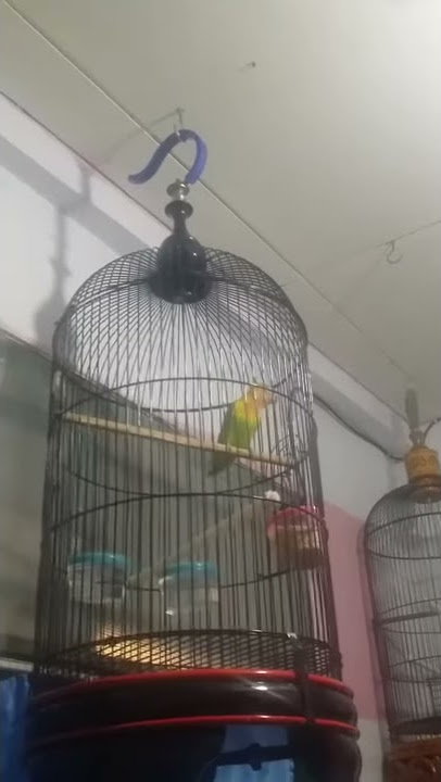 Burung lb Ashoka