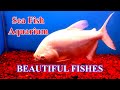 Sea fish aquarium  india seashell museum  mahabalipuram tamilnadu beautiful fishes for kids fun