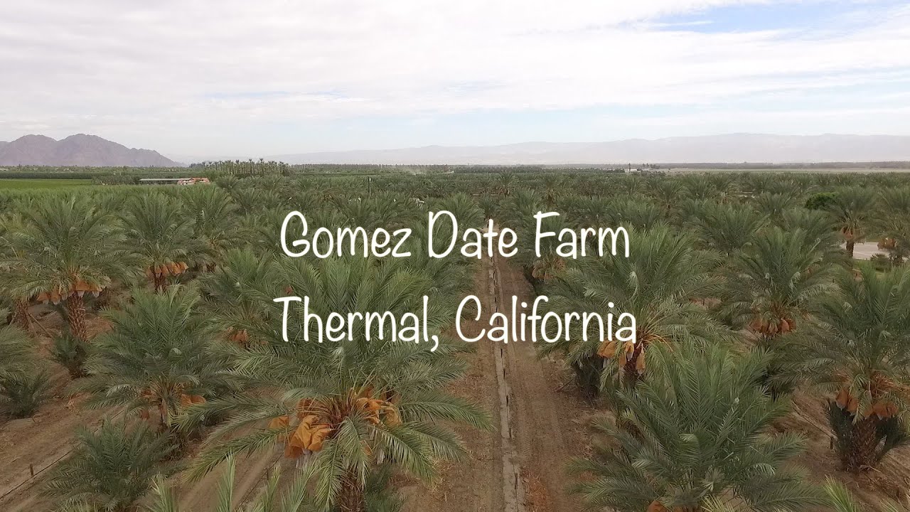 Phoenix Agrotech Medjool Date Farm Thermal California Youtube