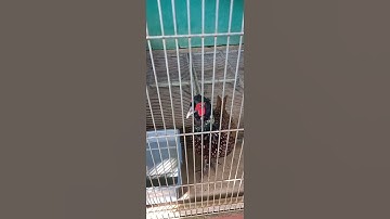 Cantiknya Ayam Hias di Kebun Binatang! 🦃