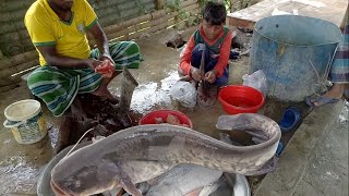 Huge Fish Cutting Just Amazing Epic Village #Fish Market of Bangladesh 2019  | Awesome Fish #Market