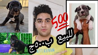 كلاب للبيع بيتبول و جيرمن ب ٥٠٠ج باسعار اليوم