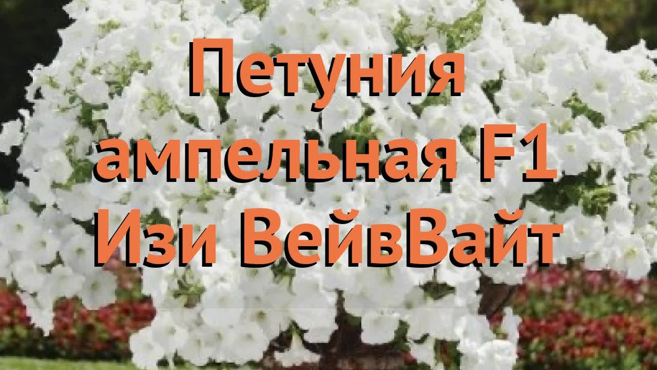  ампельная Изи Вейв Вайт (izi veyv vayt) 🌿 обзор: как сажать .