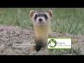 Black-footed Ferret vs. Prairie Dog