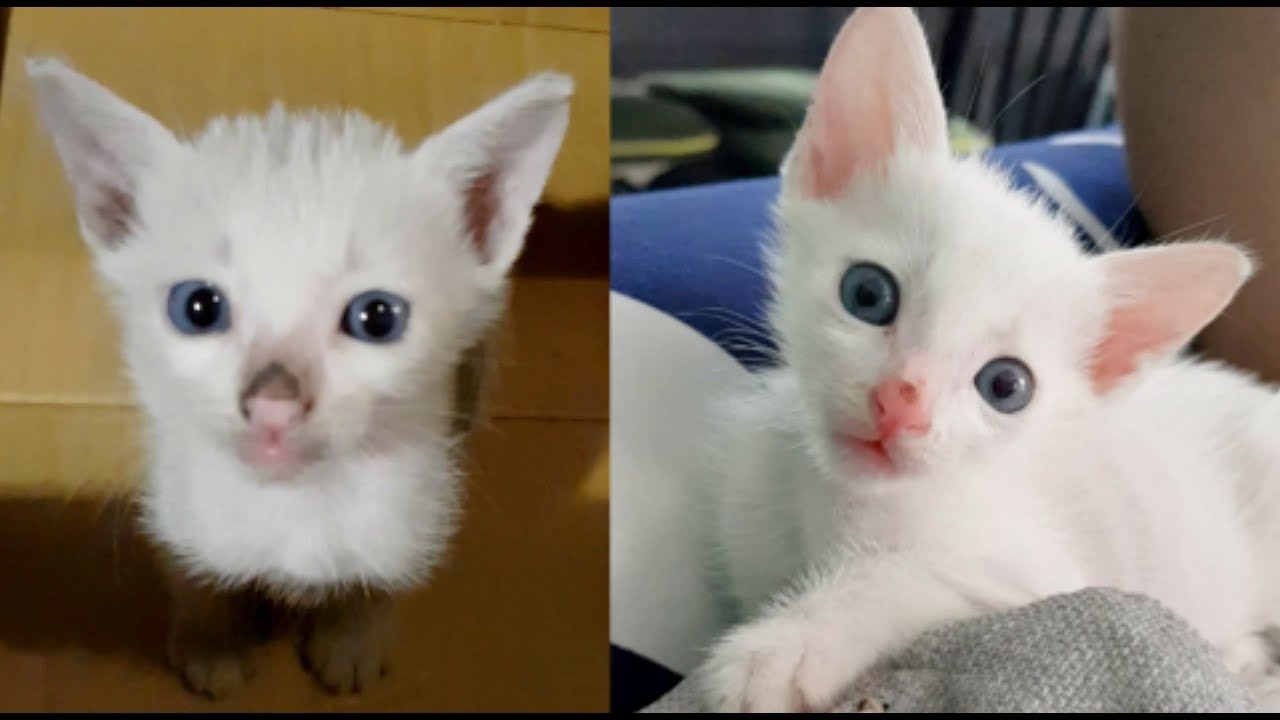 abandoned kitten not pooping Rescuing BABY KITTEN from DRUNK GUY who Tried To Feed Her to a DOG
