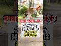 犬が指示を聞かないのは、わざとじゃありません