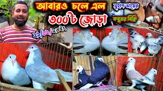 নতুন চমকে সোহাগ ভাই | মাত্র ৩০০টাকা জোড়া রানিং কবুতর বিক্রি | পানির দামে কবুতর সাথে ঘুঘু পাখি ফ্রি