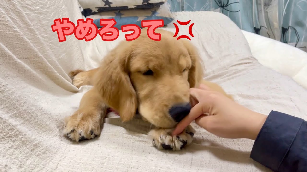 指毛をツンツンされると、イラっとするのがつい顔に出ちゃうゴルパピだいふく【ゴールデンレトリバーとミニチュアダックスフンド】