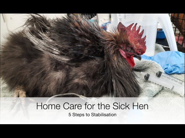 5 Crucial Steps to Nursing a Sick Hen | Sez the Vet class=