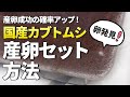 【産卵確率UP！】国産カブトムシの産卵セット方法を専門店がご紹介！