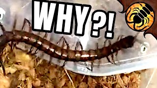 Exotics Lair's Centipede Care is TERRIBLE