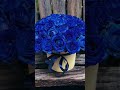 51 синяя роза в шляпной коробке Blue Bluerose Rose Roses Flowers цветы топ