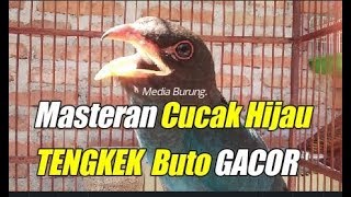 Download Mp3 Masteran Cucak Hijau Tengekek Buto Gacor Gudang lagu Download Mp3 Masteran Cucak Hijau Tengekek Buto Gacor