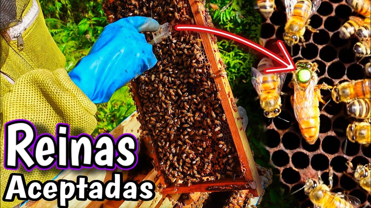 Revisión de la Introducción de Reinas en Colmenas y Núcleos 🐝