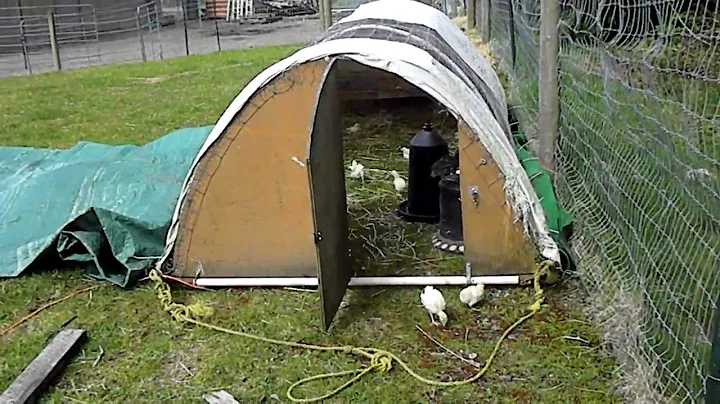 Chicken "tractor" helps with pasture renovations a...