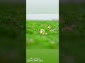 شيله  غريب ال مخلص - رسايل العشاق