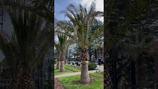 Новые пальмы на Навагинской #сочи #travel #сезон2024