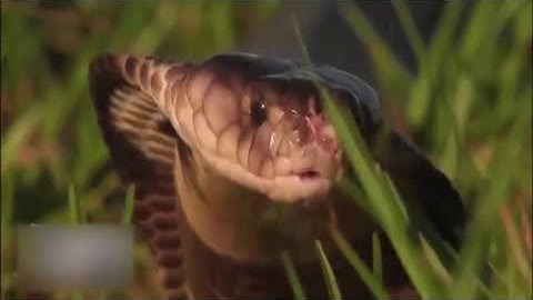 Những loài động vật nguy hiểm nhất Thế Giới ( Thuyết minh ) [Mr Srame]