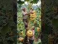 рџЌЊGrandpa Picks Bananas On The Tree While Grandma Catches Them BelowрџЌЊ A Good Banana Harvest Village рџЌЊGrandpa Picks Bananas On The Tree While Grandma Catches Them BelowрџЌЊ A Good Banana Harvest Village