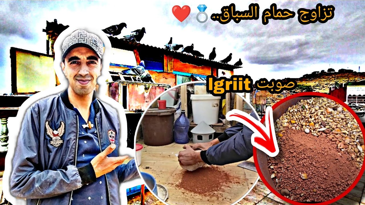تزاوج حمام السباق 💍 (التحفيز)... توليعة وبعض🗻 المعلومات🤔 المهمة+ صوبت lgriit 🤗