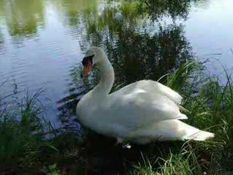 Le cygne en Lorraine