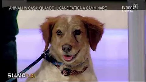 Quando il cane scivola con le zampe posteriori?