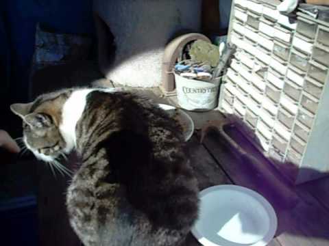 How I Keep The Feral Cats Warm In The California Winter Youtube