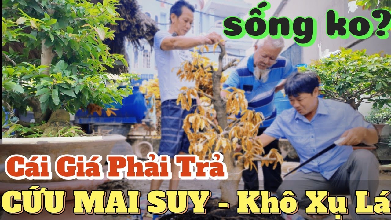 3 Cao Thủ Đoán Bệnh Cứu Cây Mai Vàng Khô Xụ Lá – Bài Học Kinh Nghiệm & A Hải tặng bo giống HOT 2025