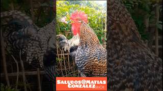 #feedshorts #shorts #gallos #granja