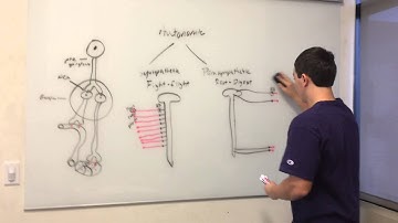 BIO 201 Model Project ANS