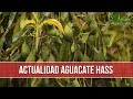 Por que el Aguacate Hass es un Cultivo de Tanta Proyeccion- TvAgro por Juan Gonzalo Angel